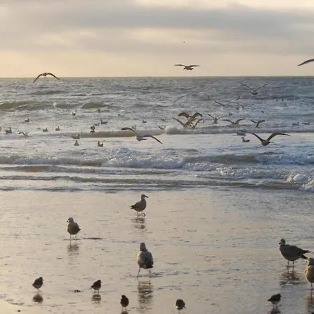 In Sint Maartenszee Near Sandy